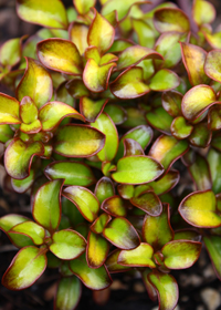 Coprosma 'Pina Colada'